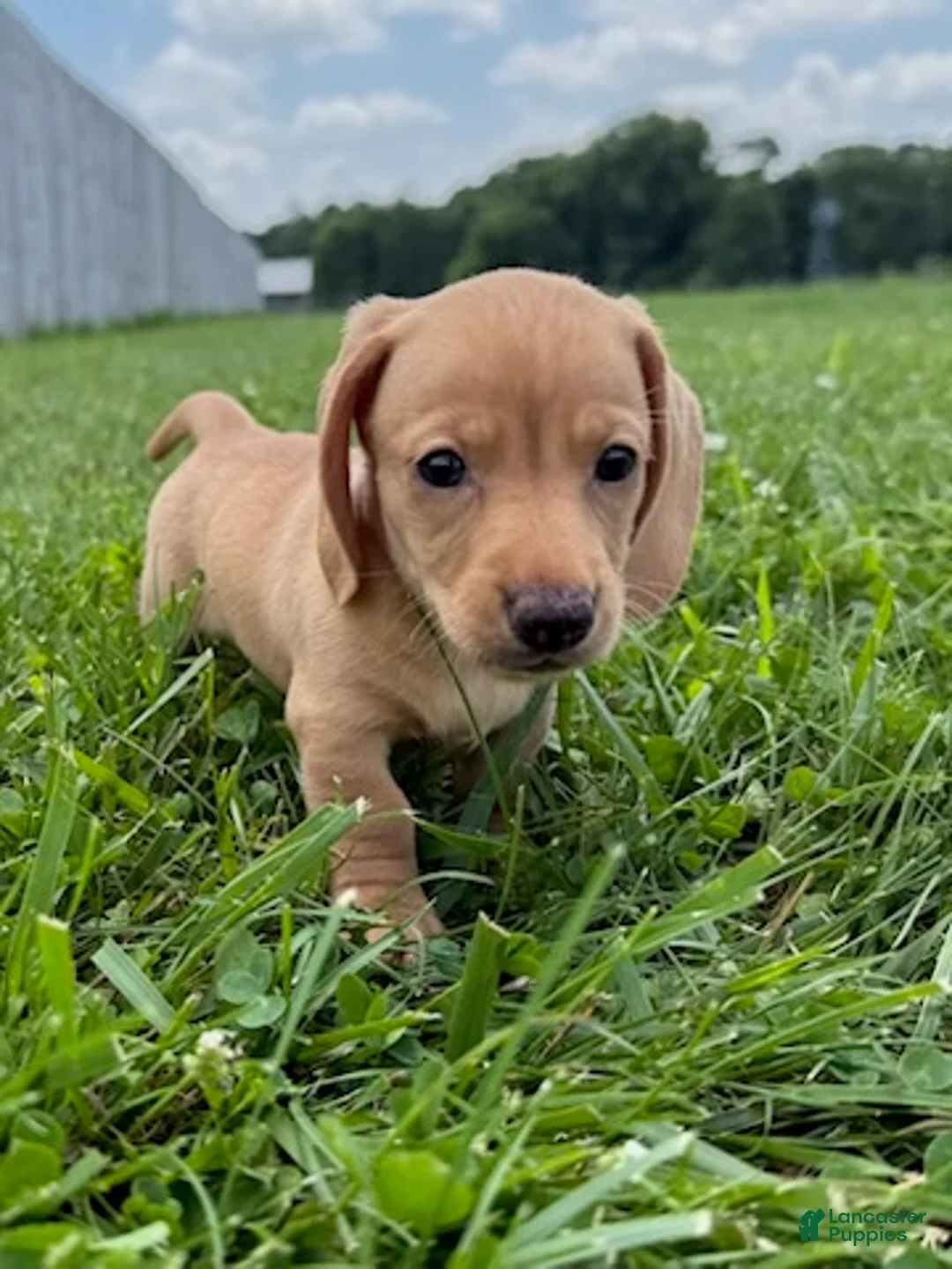 Miniature Dachshund dogs for sale: Rumi - Ad 1