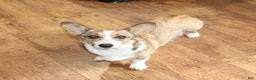 Welsh Corgi Pembroke dogs for sale: Cocoa - Ad 6