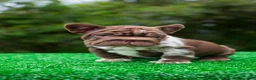 French Bulldog dogs for sale: "SKYE" Compact CHOCOLATE Merle Big Rope Fluffy Carrier - USA Delivery - Ad 3