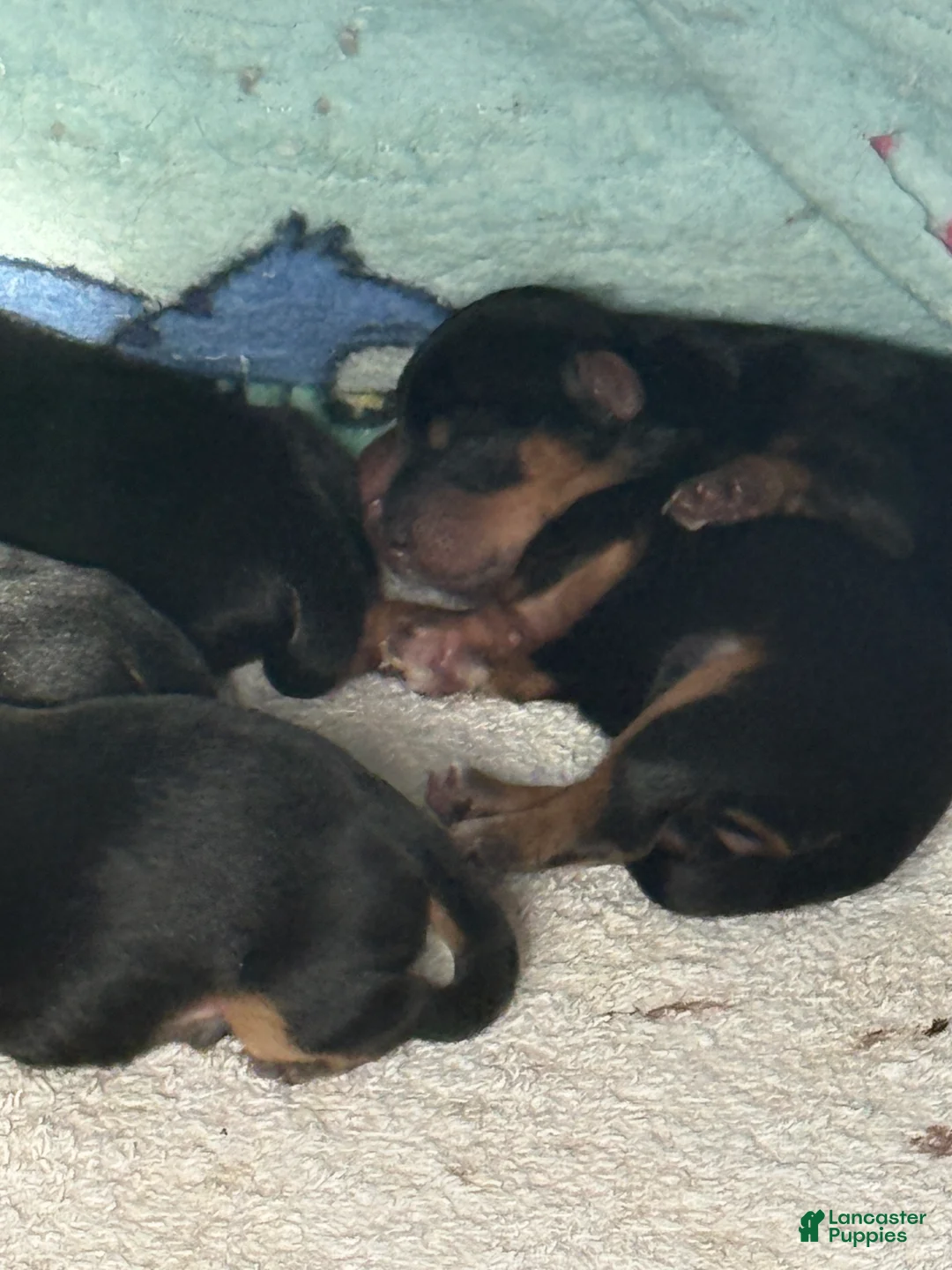 Yorkshire Terrier dogs for sale: Paris - Ad 2