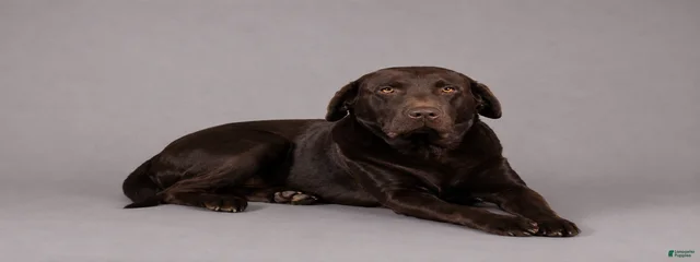 Duke