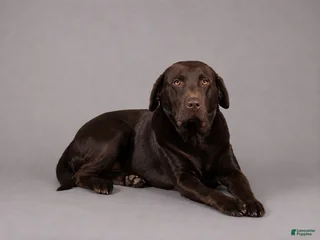 Duke