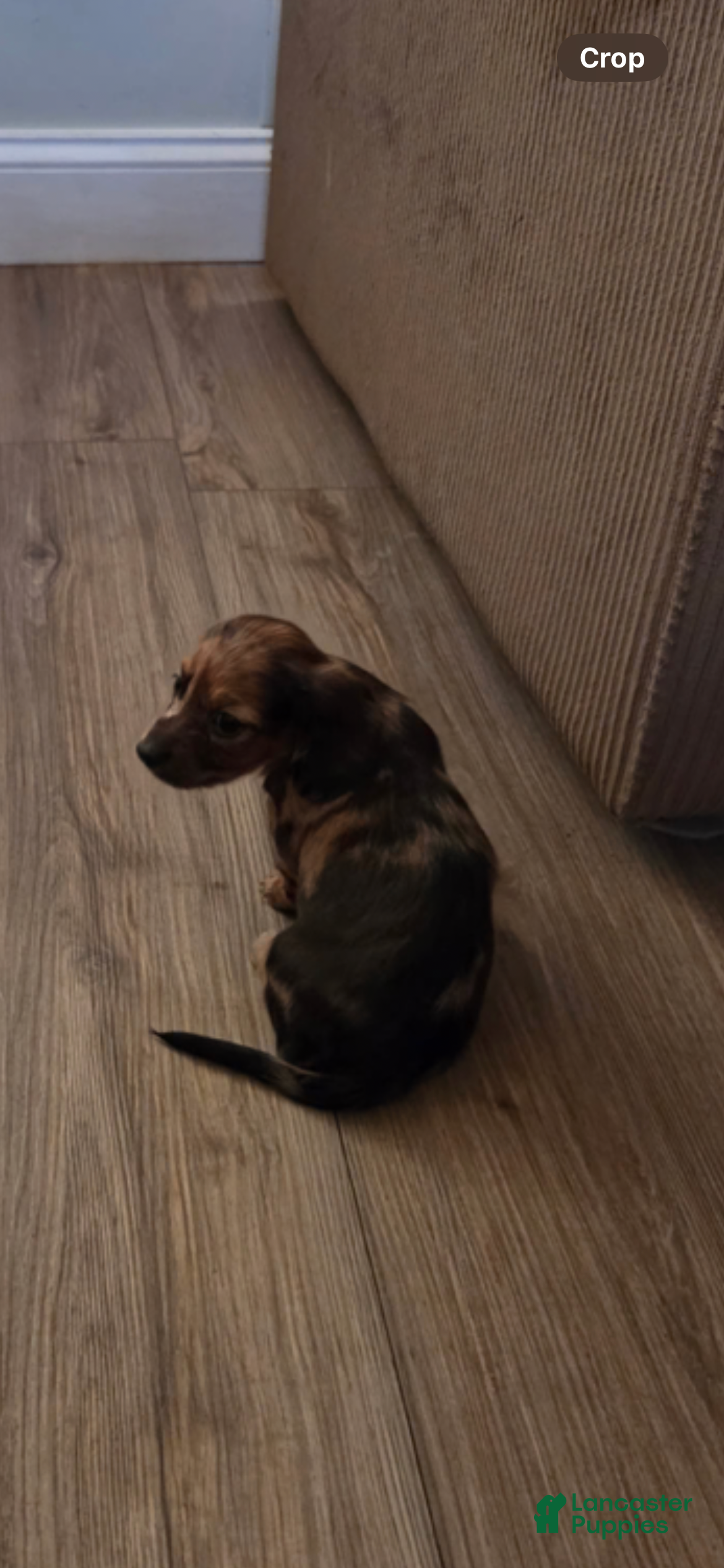 Miniature Dachshund dogs Miniature Dachshund Puppy 4 - Ad 2