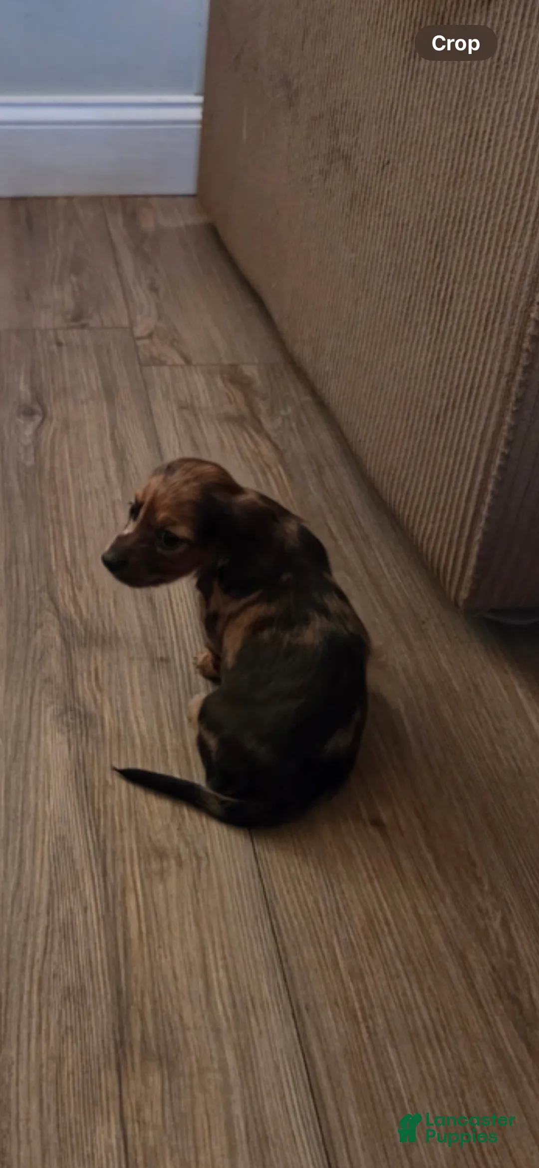 Miniature Dachshund dogs for sale: Miniature Dachshund Puppy 4 - Ad 2
