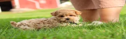 Maltipoo dogs for sale: Nash - Ad 11
