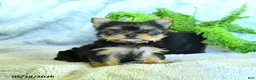 Yorkshire Terrier dogs for sale: Satin - Ad 3