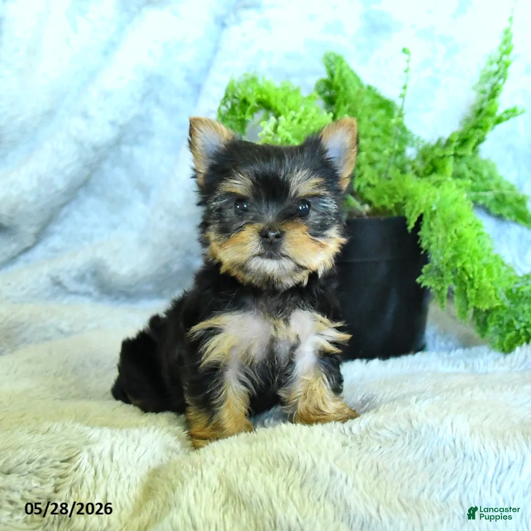 Yorkshire Terrier dogs for sale: Satin - Ad 3