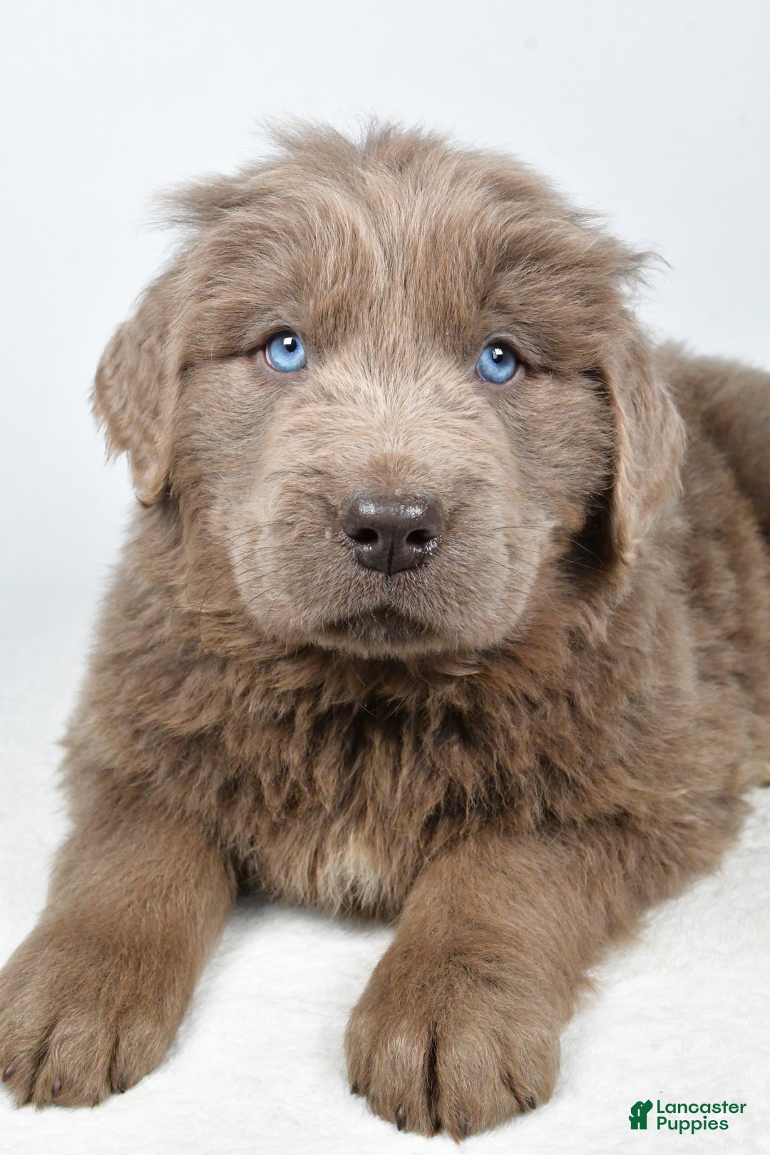 Newfoundland dogs for sale: Dallas - Ad 5