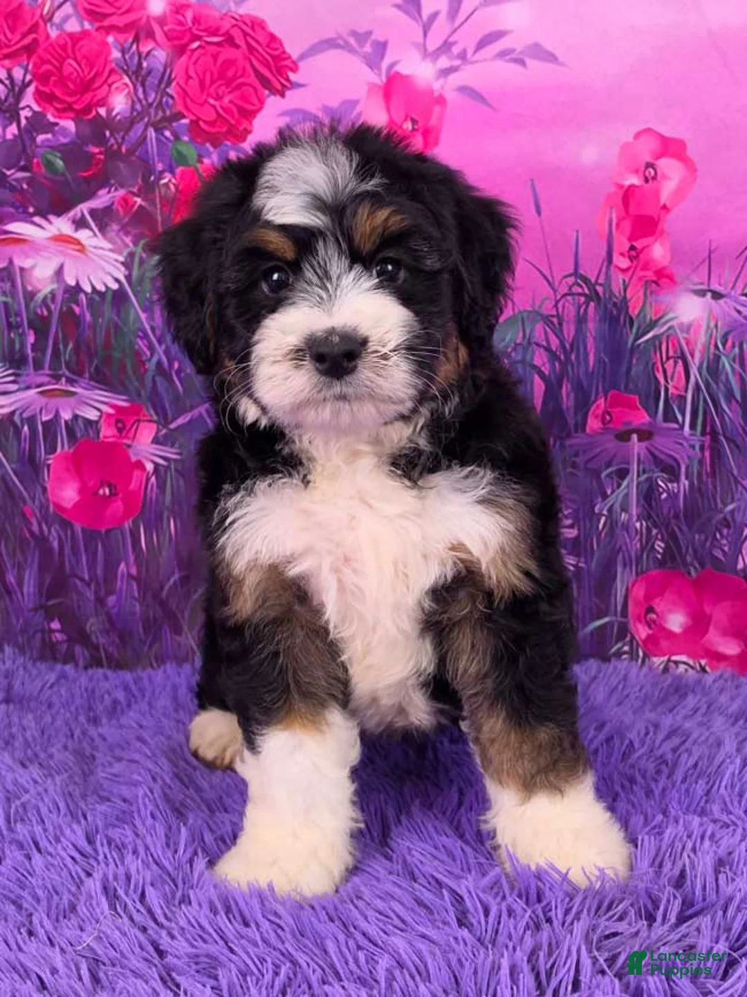 Mini Bernedoodle dogs for sale: Aiden - Ad 1