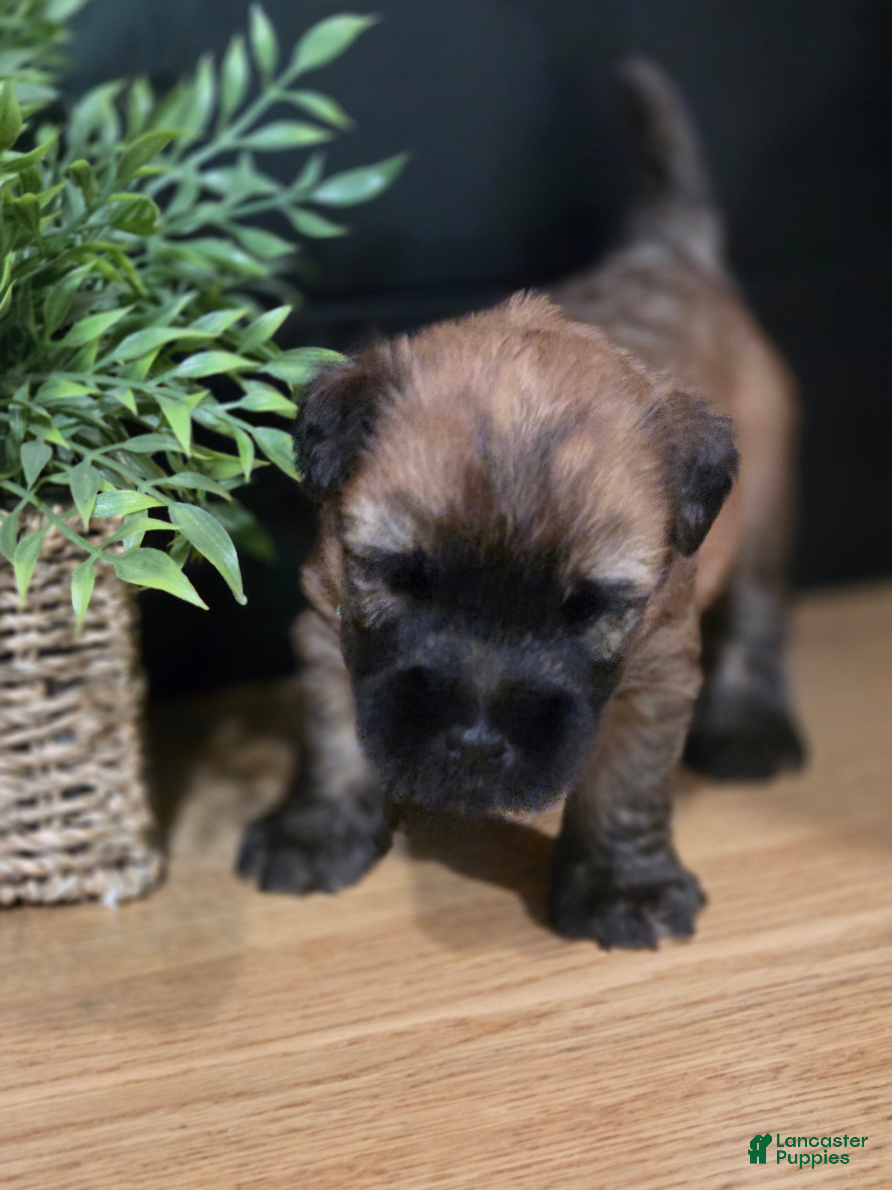 Soft Coated Wheaten Terrier dogs Bean - Ad 1