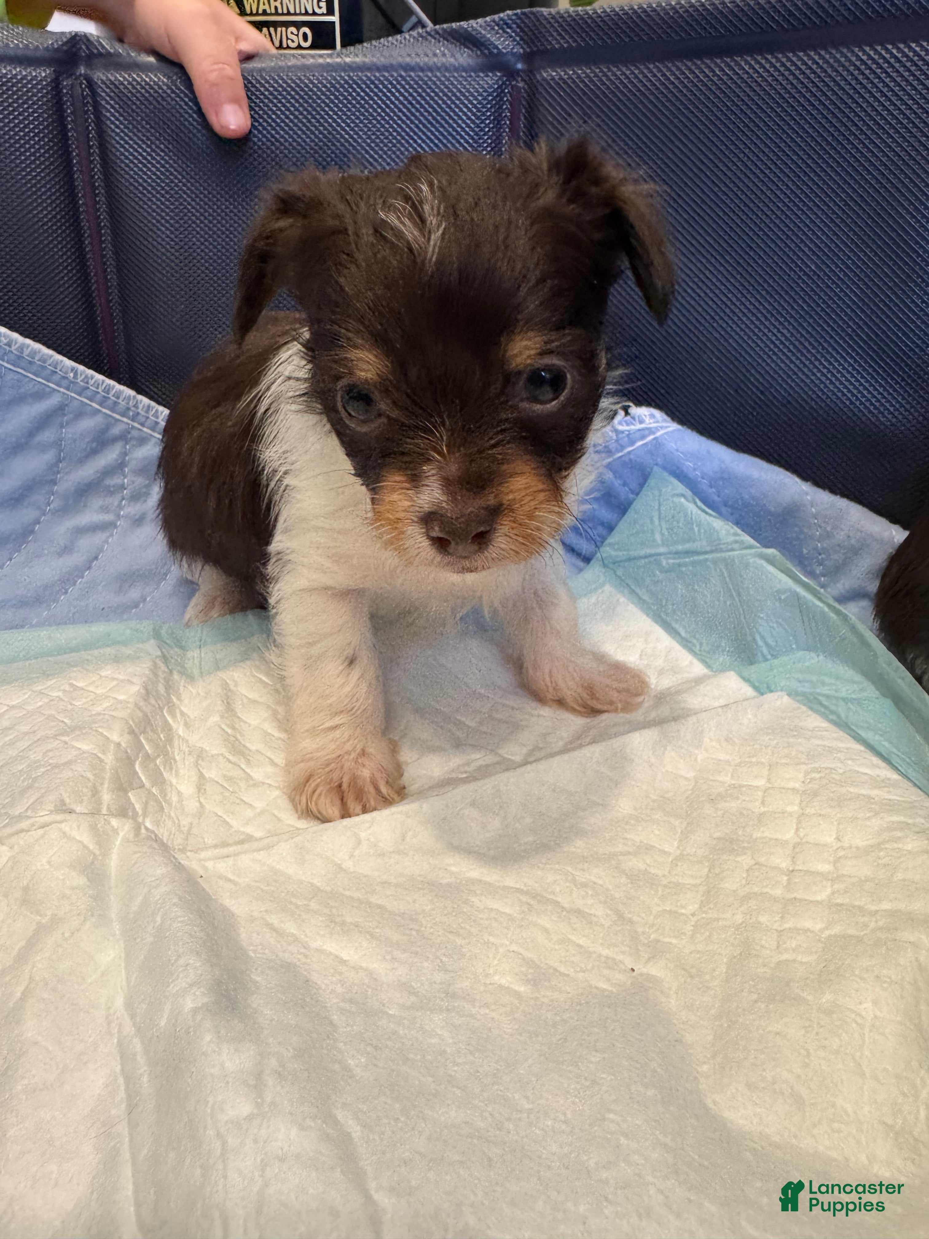 Yorkshire Terrier dogs Yorkshire Terrier 1 - Ad 1