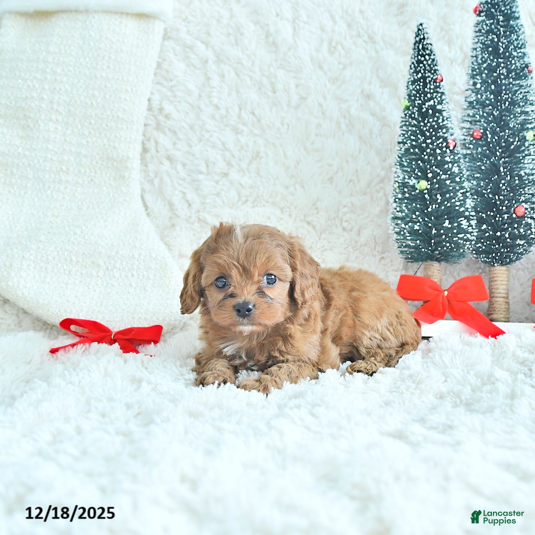 Cavapoo dogs for sale: Ginger - Ad 4