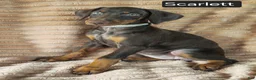 Doberman Pinscher dogs for sale: Scarlett  - Ad 6