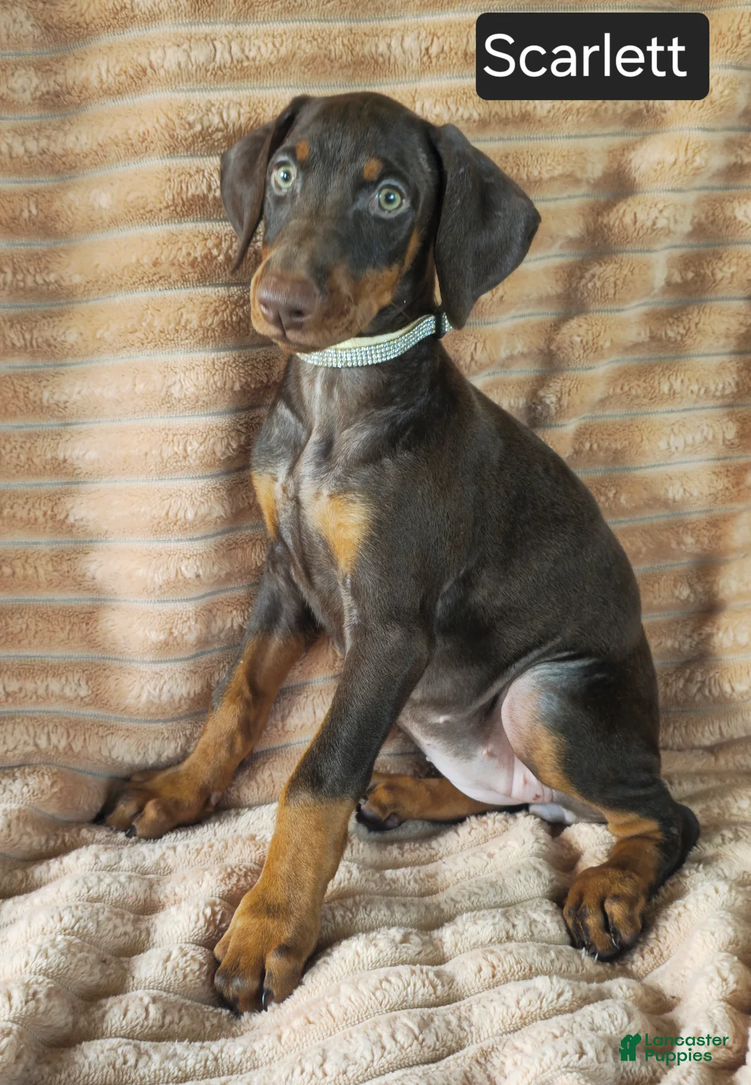 Doberman Pinscher dogs for sale: Scarlett  - Ad 6