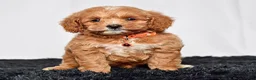 Mini Goldendoodle dogs for sale: Mr. Luigi - Ad 7