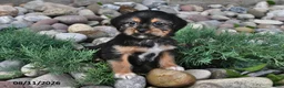 Shorkie dogs for sale: Stella - Ad 2