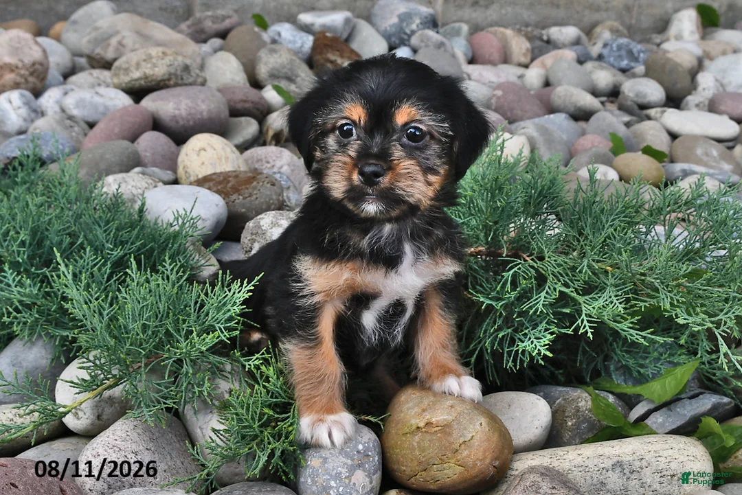 Shorkie dogs for sale: Stella - Ad 2