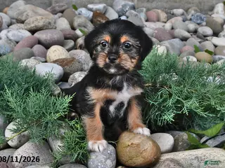 Shorkie dogs Stella - Ad 2