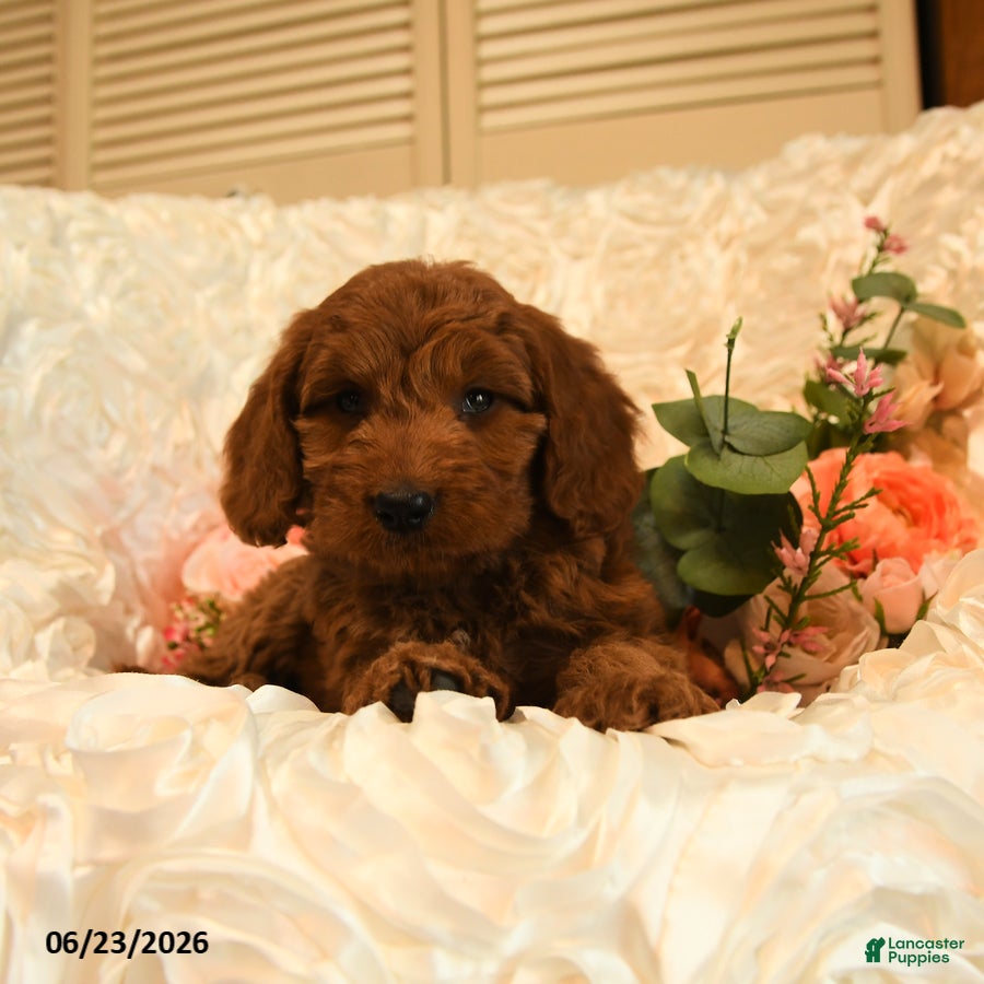 Mini Goldendoodle dogs Georgia - Ad 2
