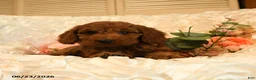 Mini Goldendoodle dogs for sale: Georgia - Ad 2