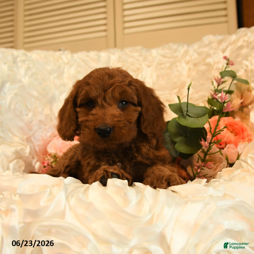 Mini Goldendoodle dogs for sale: Georgia - Ad 2