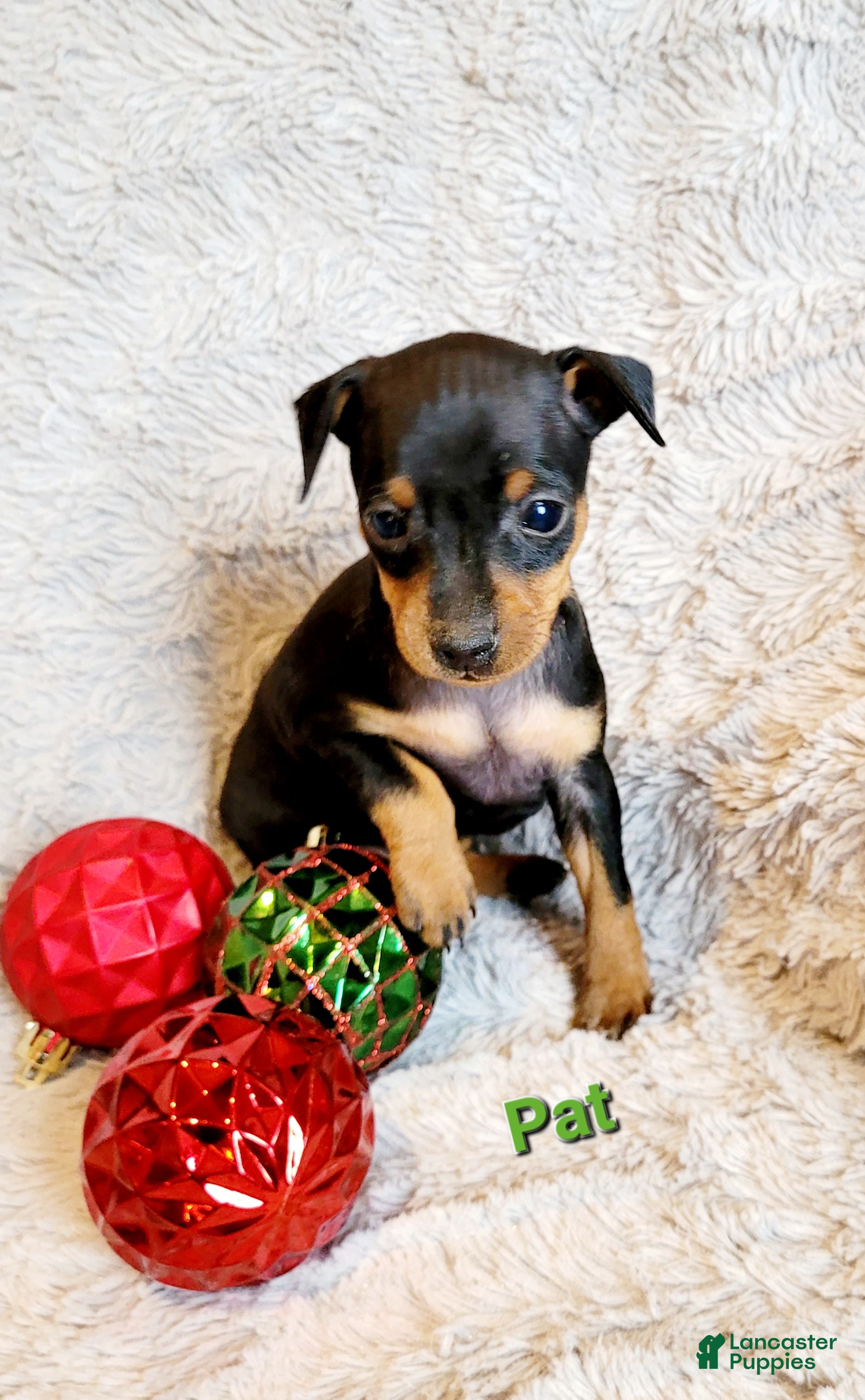 Miniature Pinscher dogs Pat  - Ad 17