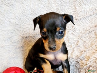 Miniature Pinscher dogs Pat - Ad 30