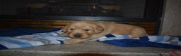 Golden Retriever dogs for sale: Ranger - Ad 6