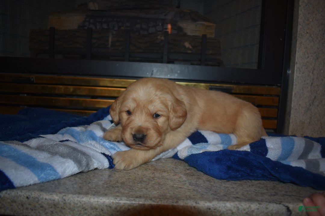 Golden Retriever dogs for sale: Ranger - Ad 6