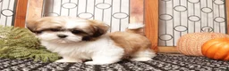 Shih Tzu dogs for sale: Boots - Spunky Shih Tzu ACA  - Ad 4
