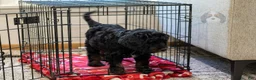 Bernedoodle dogs for sale: Denali - Ready Now! - Ad 8