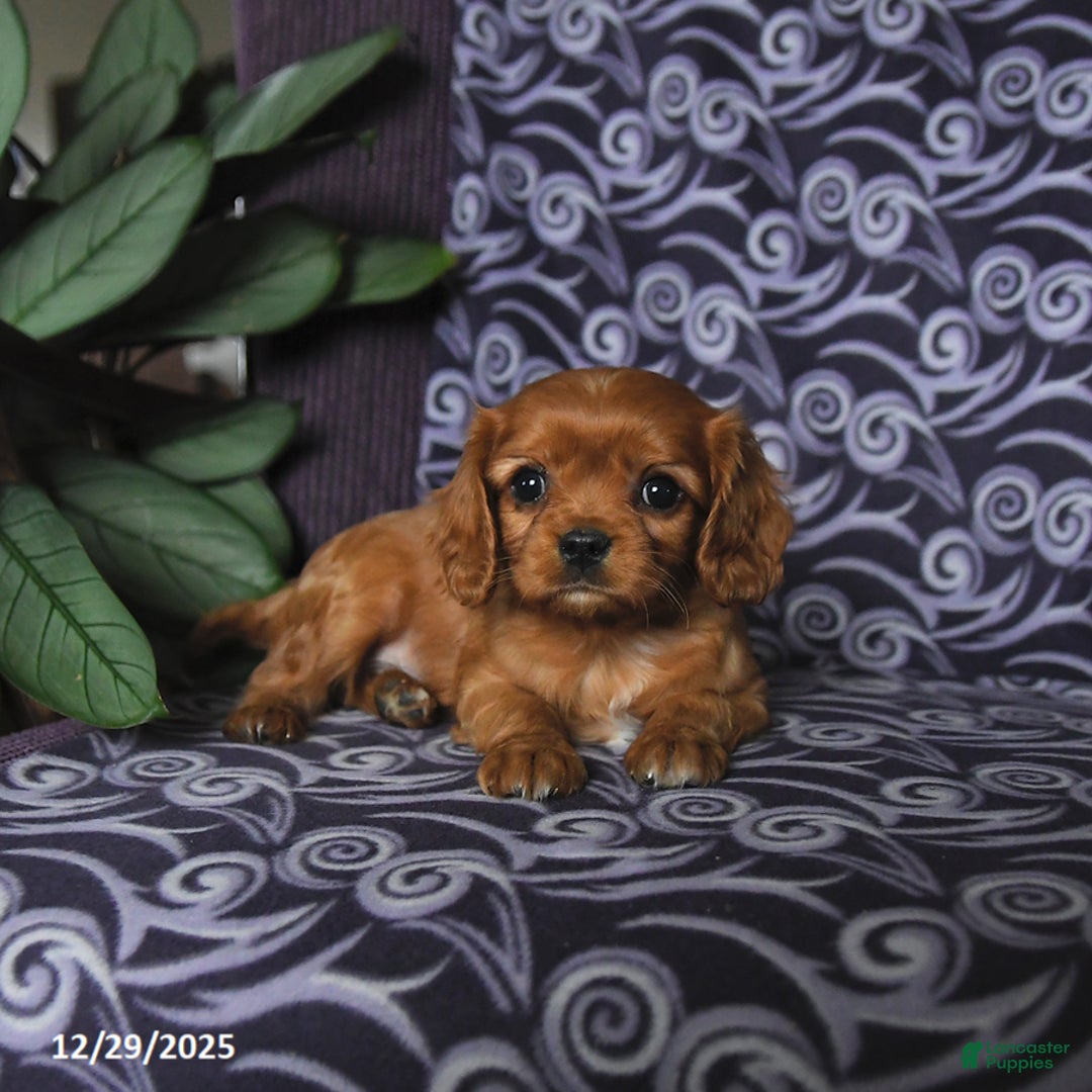 Cavalier King Charles Spaniel dogs for sale: Brandon - Ad 5