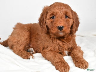 Goldendoodle dogs Pedro - Ad 37