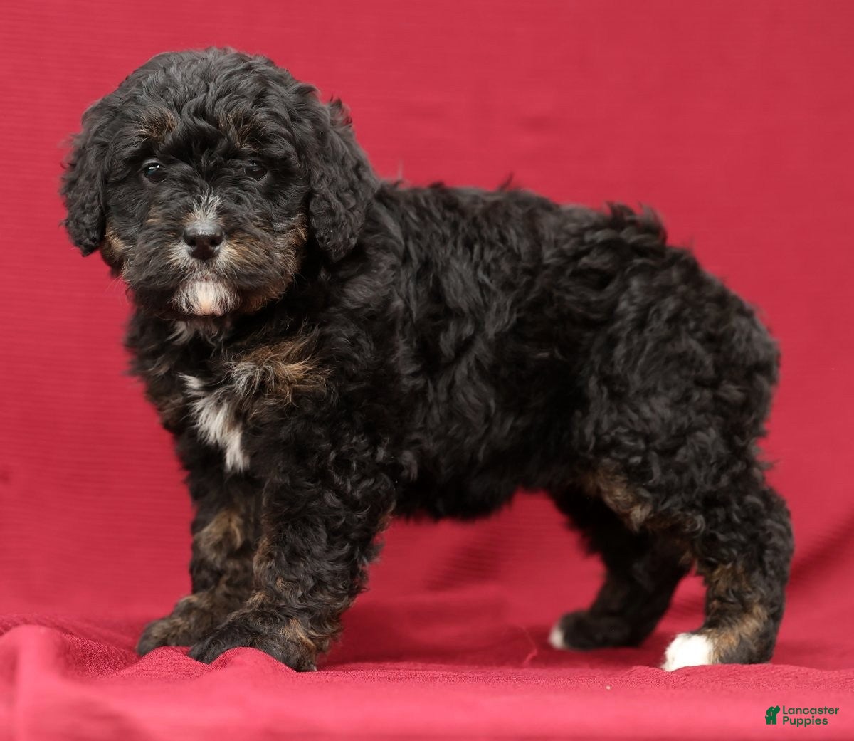 Mini Bernedoodle dogs Vicky - Ad 3