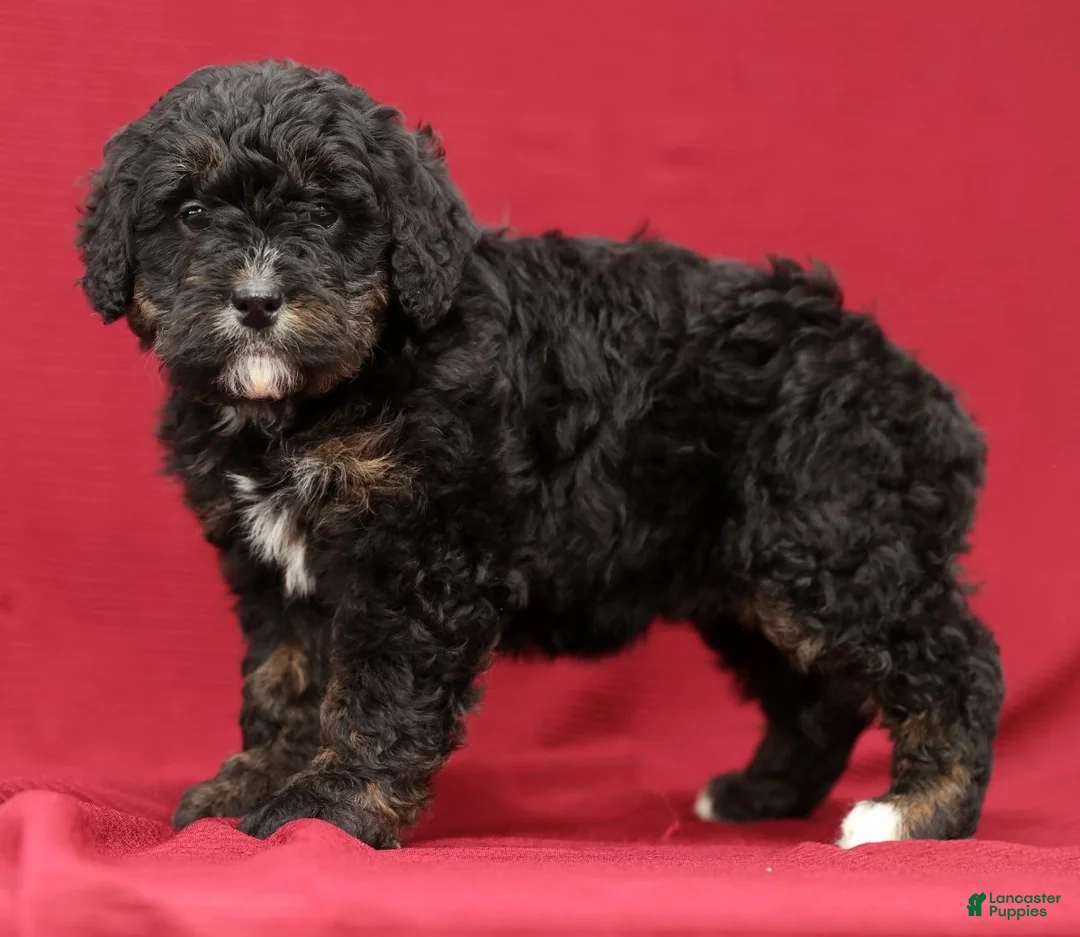 Mini Bernedoodle dogs for sale: Vicky - Ad 1