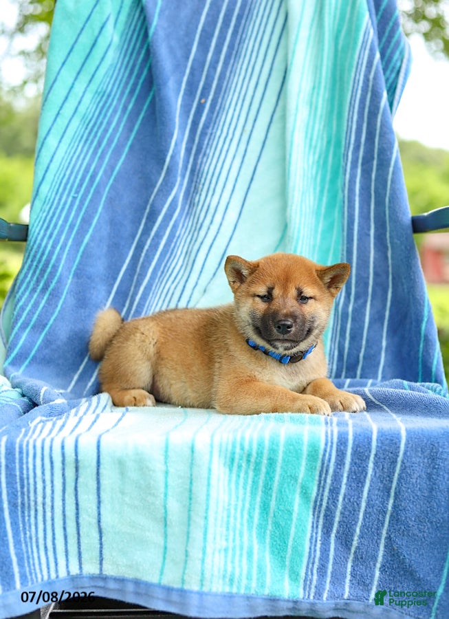 Shiba Inu dogs Pepper - Ad 2