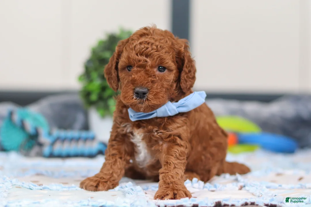 Mini Goldendoodle dogs for sale: Nash - Ad 1