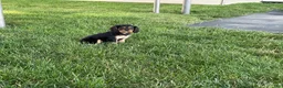 Cavalier King Charles Spaniel dogs for sale: Hazy Cavalier King Charles Spaniel  - Ad 4