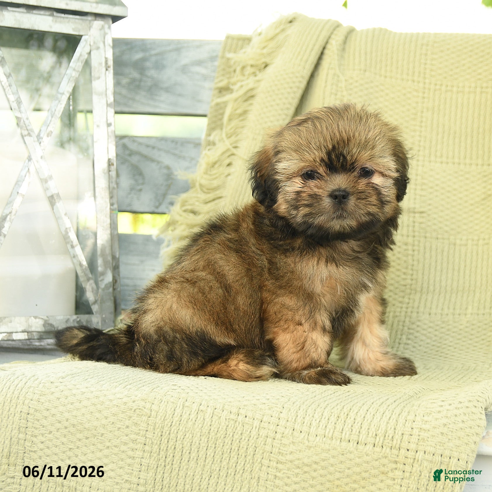 Shih Tzu dogs Hailey - Ad 1