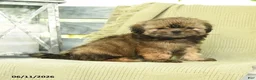 Shih Tzu dogs for sale: Hailey - Ad 1