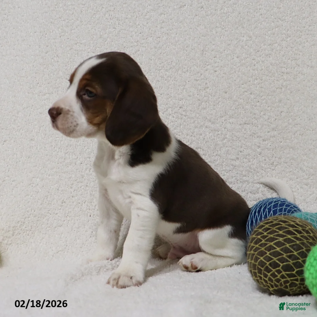 Beagle dogs for sale: Nutmeg - Ad 8