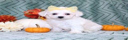 Bichon Frise dogs for sale: Mums - Ad 1