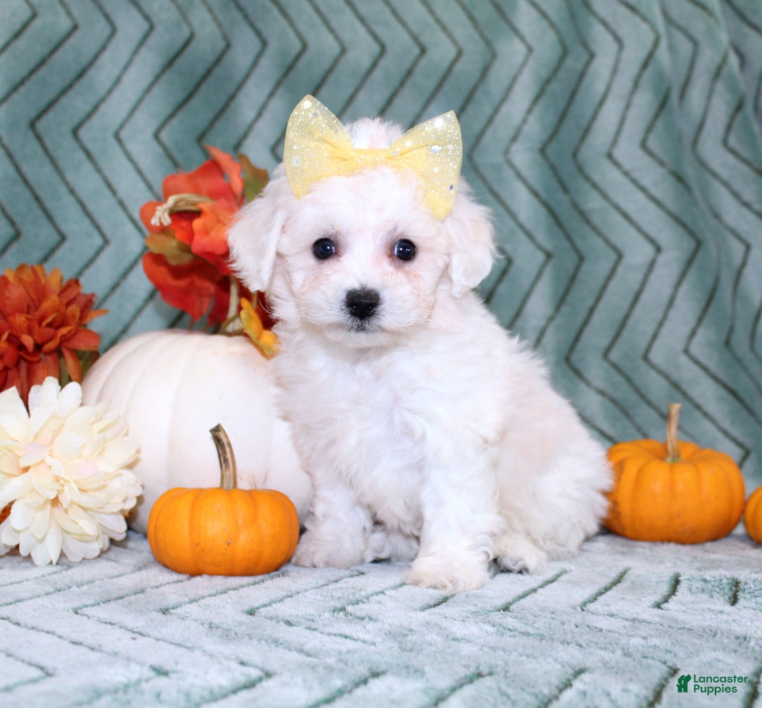 Bichon Frise dogs for sale: Mums - Ad 1