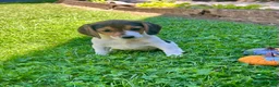 Beagle dogs for sale: Bambi - Ad 4