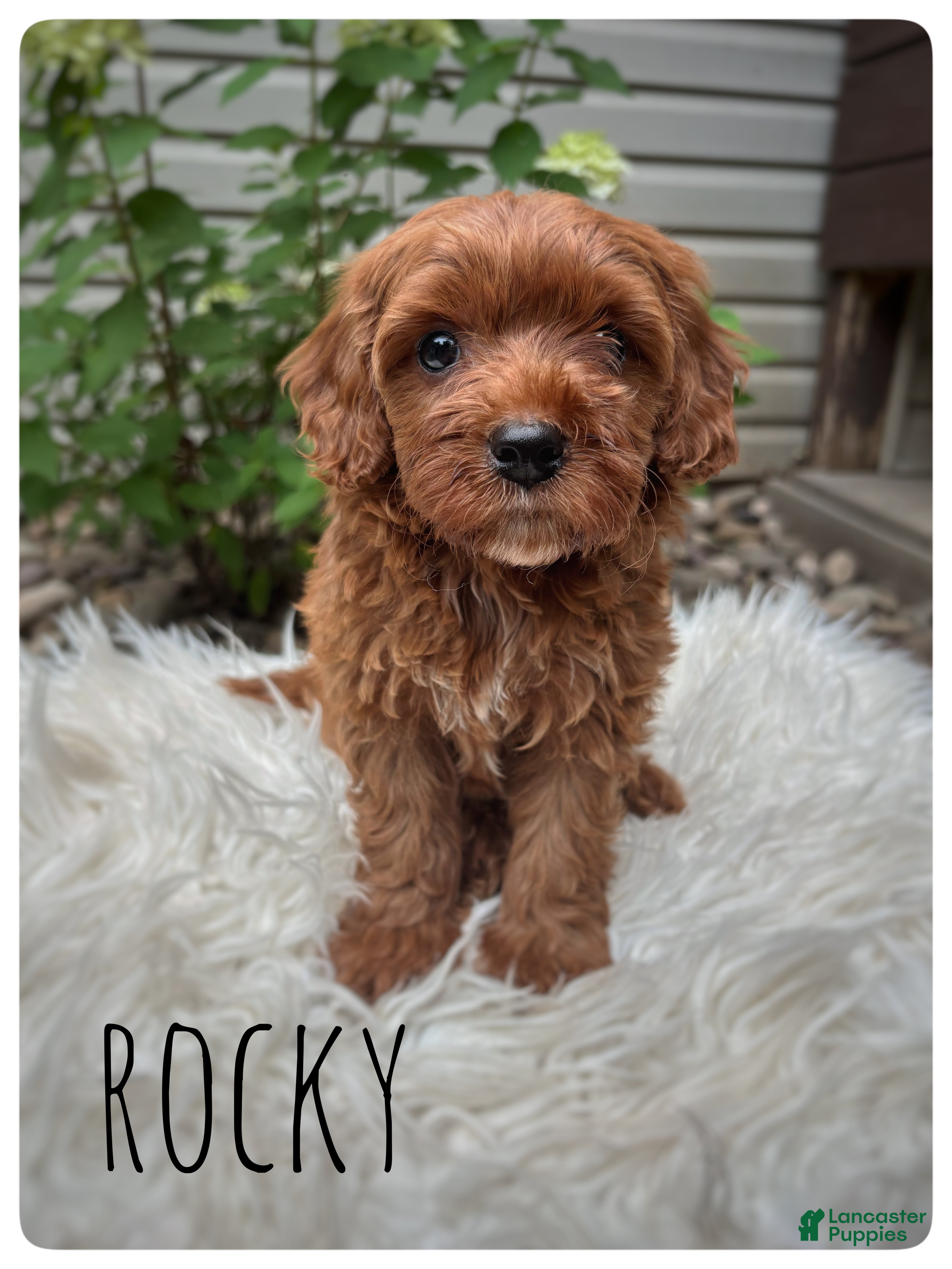 Cavapoo dogs for sale: Rocky - Ad 1