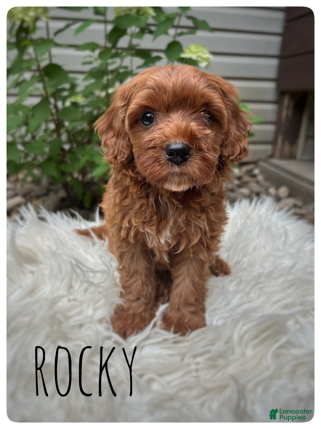 Cavapoo dogs for sale: Rocky - Ad 1