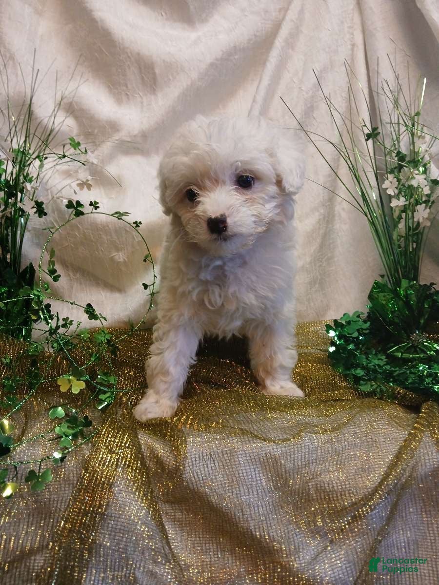 Toy Poodle dogs  Mary - Ad 10