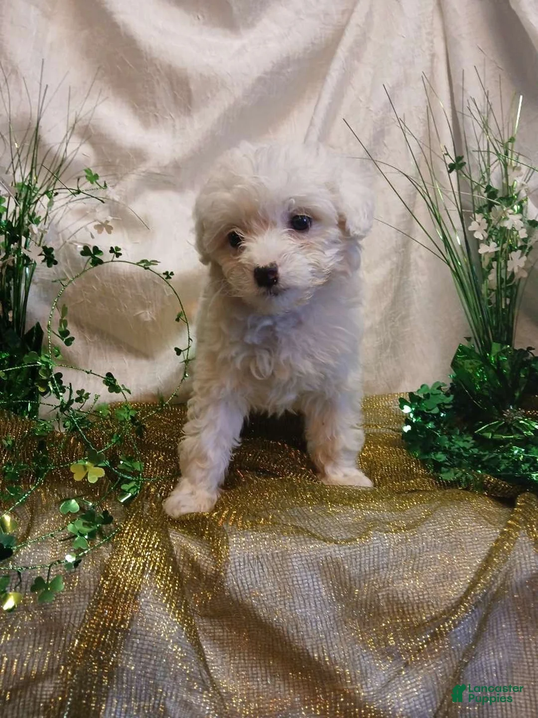Toy Poodle dogs for sale:  Mary - Ad 1
