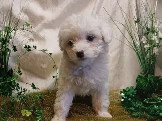 Toy Poodle dogs Mary - Ad 10