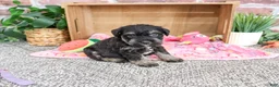 Miniature Schnauzer dogs for sale: Tessa - Ad 2